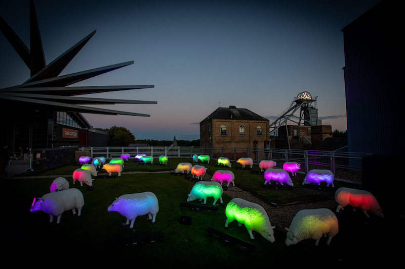 Illuminated Sheep